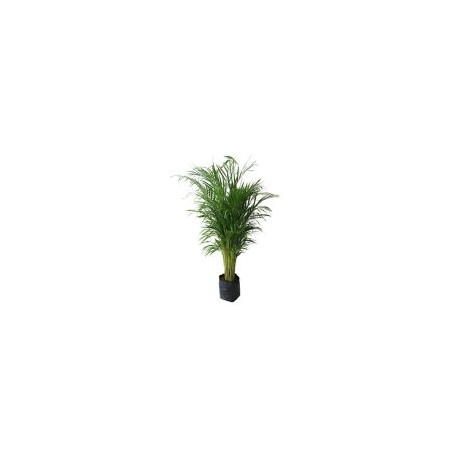 Planta palma areka