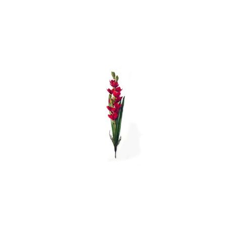 Orquídea con raíz y hojas roja