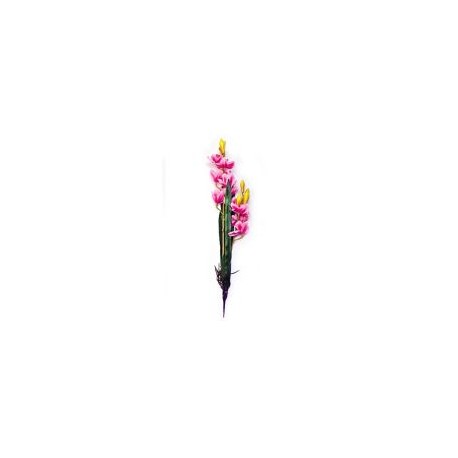 Orquídea con raíz y hojas rosa