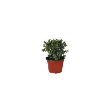 Planta árbol de la abundancia