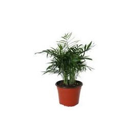Planta palma camedor