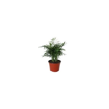 Planta palma camedor