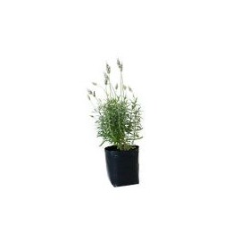 Planta lavanda