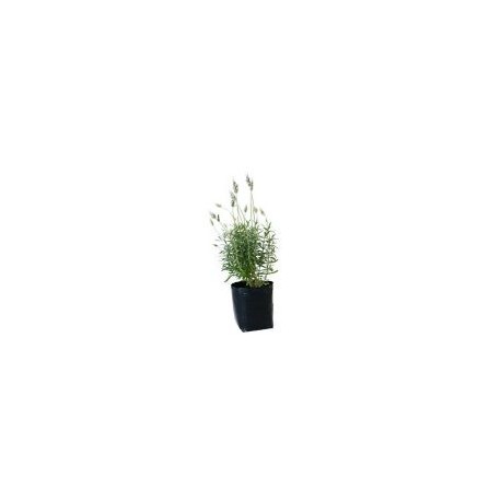 Planta lavanda