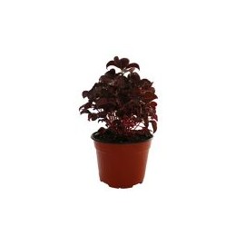 Planta amaranto