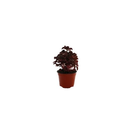 Planta amaranto