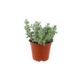 Planta crasulácea graptope amethystinum