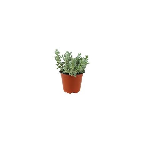 Planta crasulácea graptope amethystinum