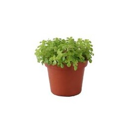 Planta echeveria sedum comfusum