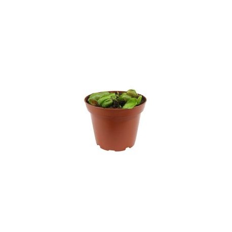 Planta carnivora venus atrapamoscas
