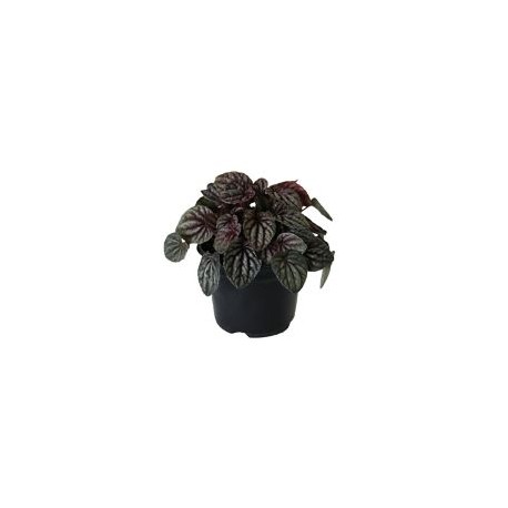 Planta cáscara de nuez