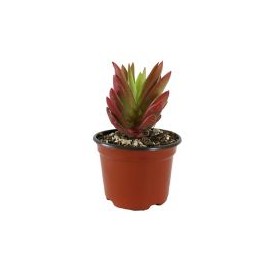 Planta echeveria can fire