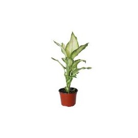 Planta Mariana