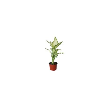 Planta Mariana