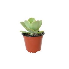 Planta crasulácea aeonium castello