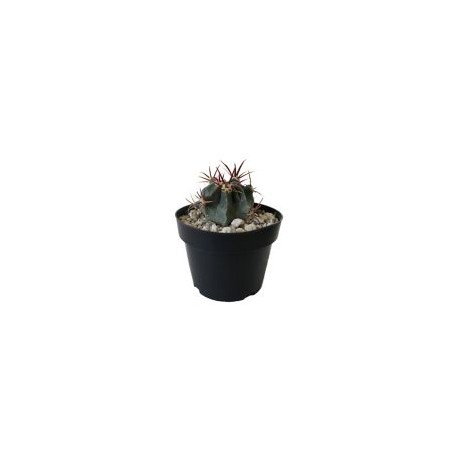 Planta cactus gymnocalycium mihanovichii