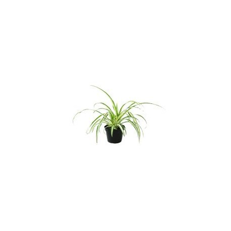 Planta clorophito