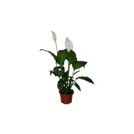 Planta cuna de Moisés