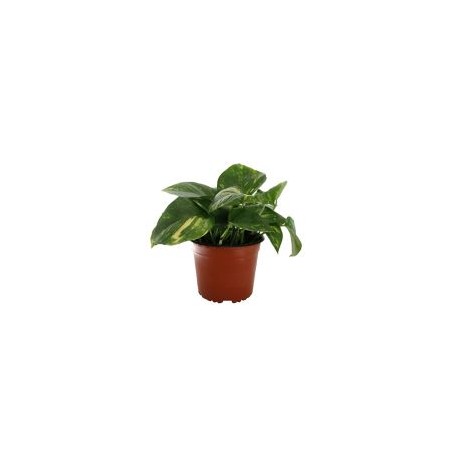 Planta teléfono