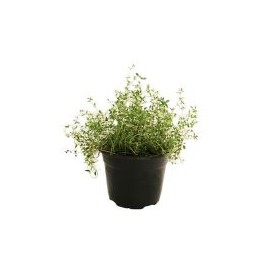 Planta tomillo