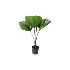 Planta palma licuala
