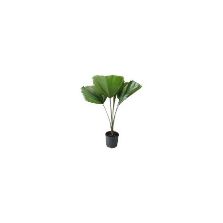 Planta palma licuala