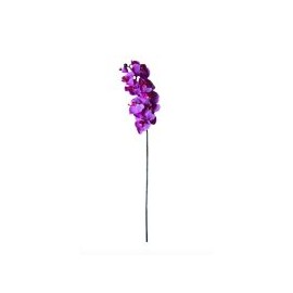 Orquídea  morada