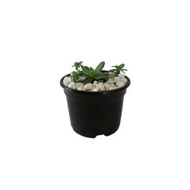 Planta crasulácea prolífica