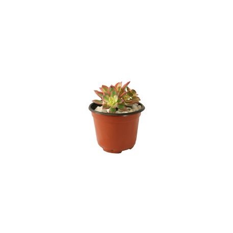 Planta rosa de piedra