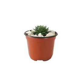Planta crasulácea setosa variedad mínima