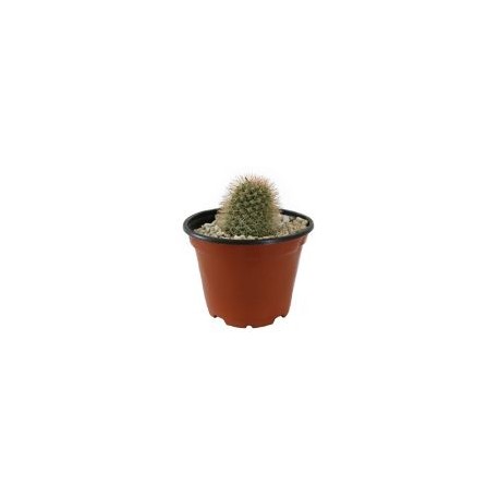 Planta cactus echinocactus grousonii