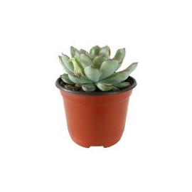 Planta crasulácea pulidonis