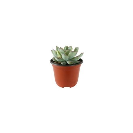 Planta crasulácea pulidonis