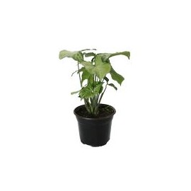 Planta singonio