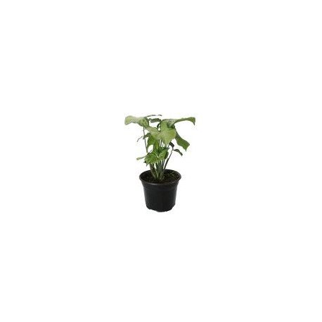 Planta singonio
