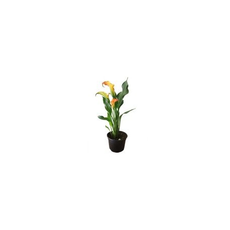 Planta natural alcatraz de color(cala lily) m6"
