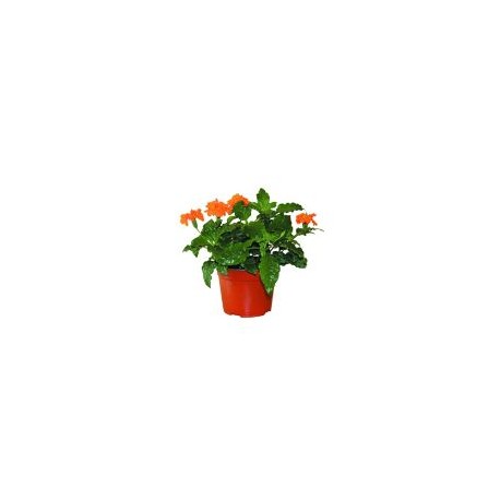 Planta crossandra coloress M6"