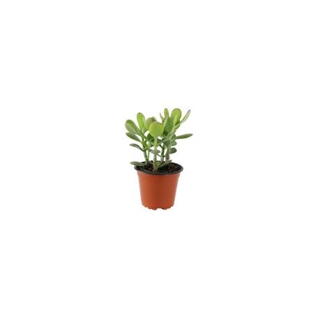 Planta crasulácea ovata
