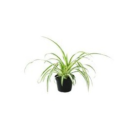 Planta clorophito