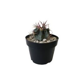 Planta cactus gymnocalycium mihanovichii