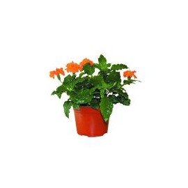 Planta crossandra coloress M6"