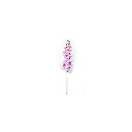 Orquídea crema morado