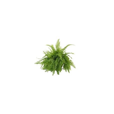 Planta helecho Bostón