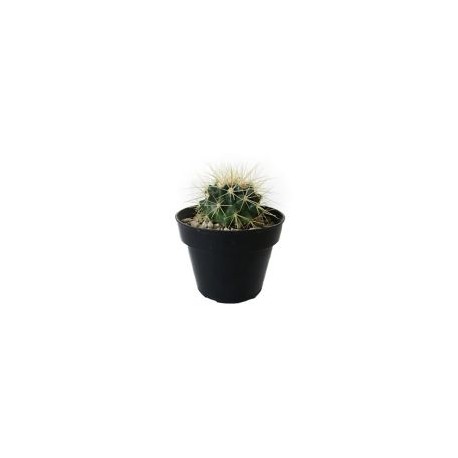 Planta cactus bola de oro