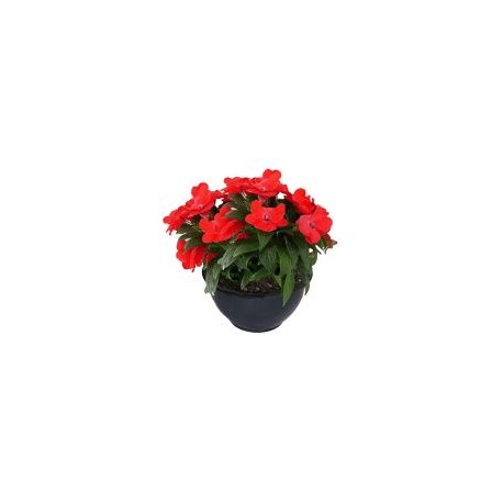 Planta belén Nueva Guinea rojo colgante
