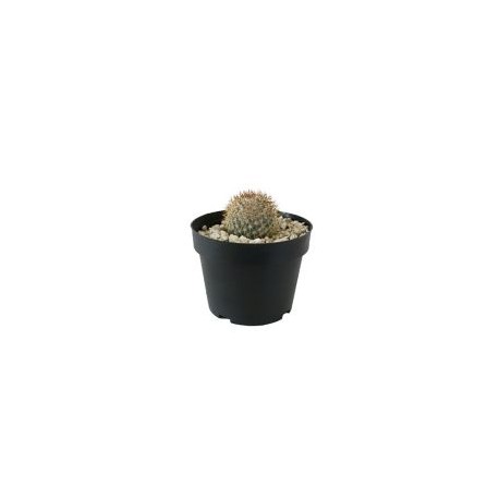 Planta cactus mammillaria pringlei