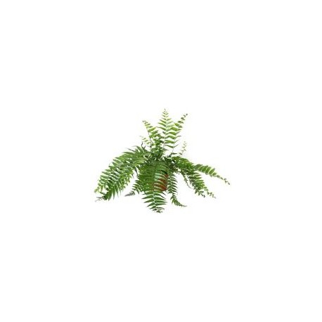 Planta helecho macho