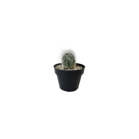 Plantas cactus viejito