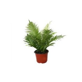 Planta helecho silver lady