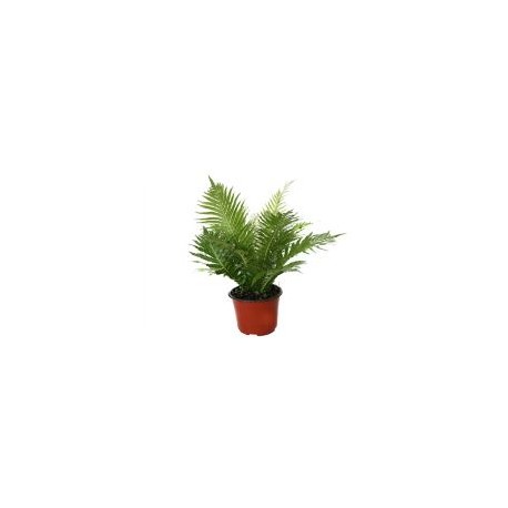 Planta helecho silver lady